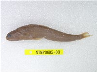 藏品(大頭花桿狗母)的圖片